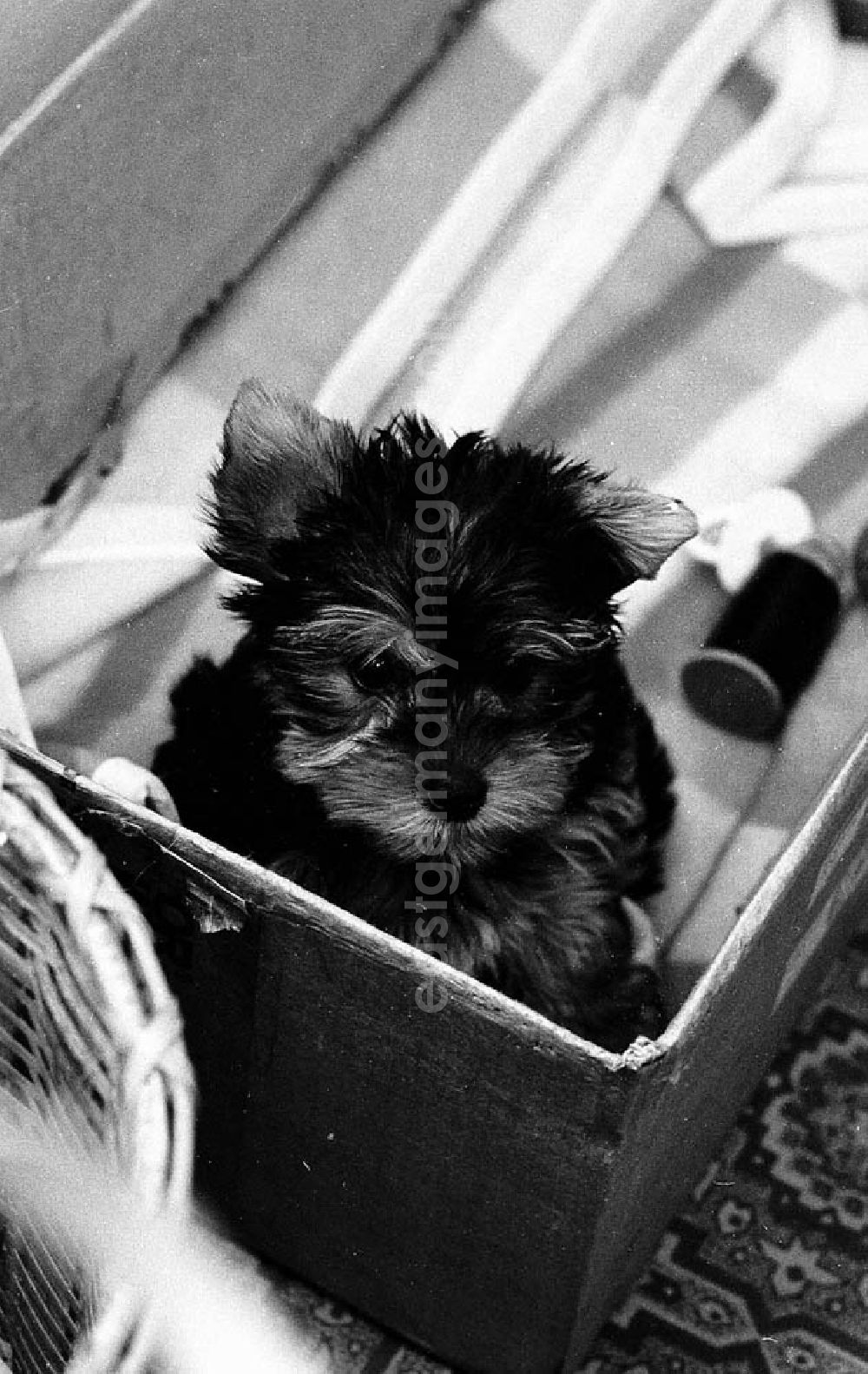 GDR image archive: - Nov. 1982 Hundeportrait: Wilhelms-Charly Umschlagnr.: 1187