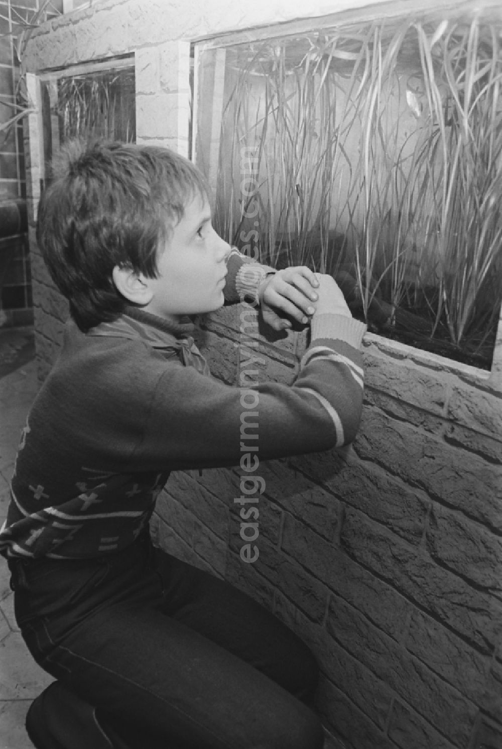 GDR picture archive: Laubusch - Secondary School OS Dr. Richard Sorge at Laubuscher Markt in the Upper Lusatian workers settlement Gartenstadt Erika in Laubusch in the state of Saxony on the territory of the former GDR, German Democratic Republic. Pupil standing in front of an aquarium in the school building