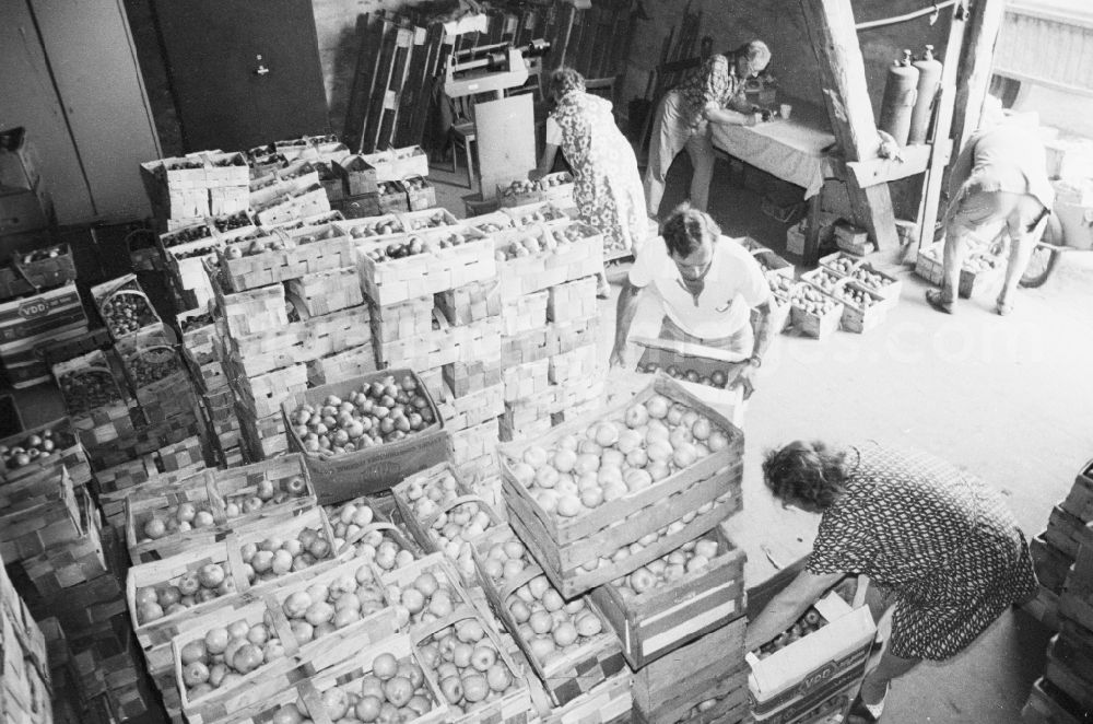 GDR photo archive: Berlin - The wholesale company of fruit, vegetables and potatoes (OGS) buys fruit and vegetables from the allotments in a buying office in the city district of Marzahn in Berlin, the former capital of the GDR, the German Democratic Republic