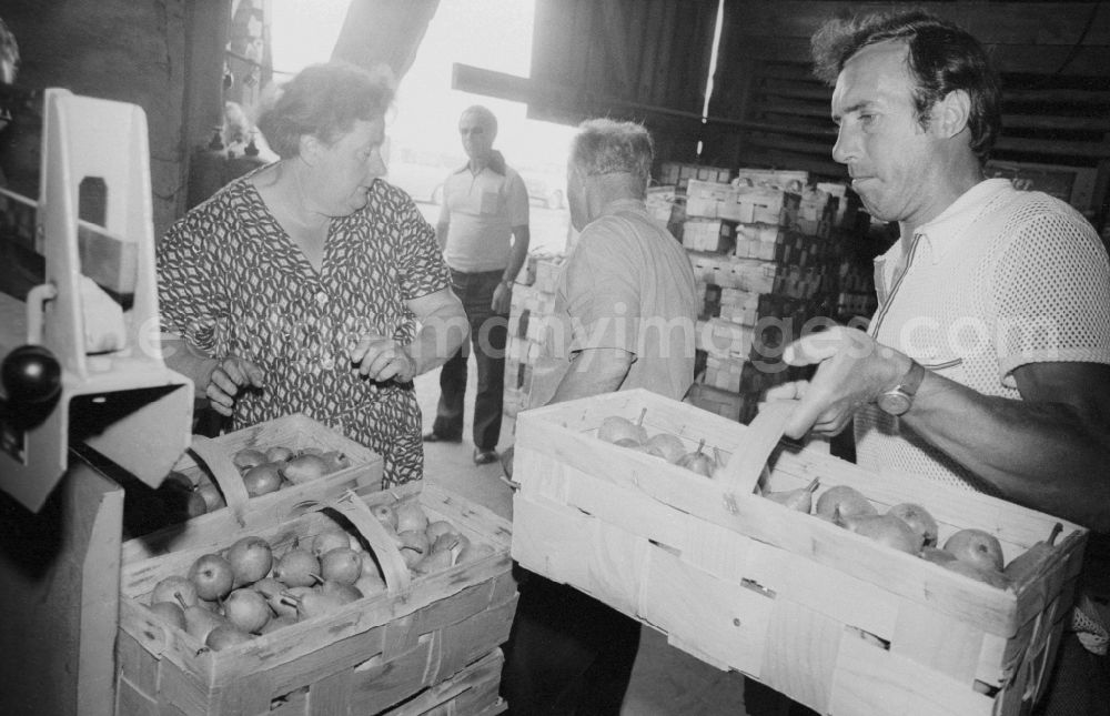 GDR image archive: Berlin - The wholesale company of fruit, vegetables and potatoes (OGS) buys fruit and vegetables from the allotments in a buying office in the city district of Marzahn in Berlin, the former capital of the GDR, the German Democratic Republic