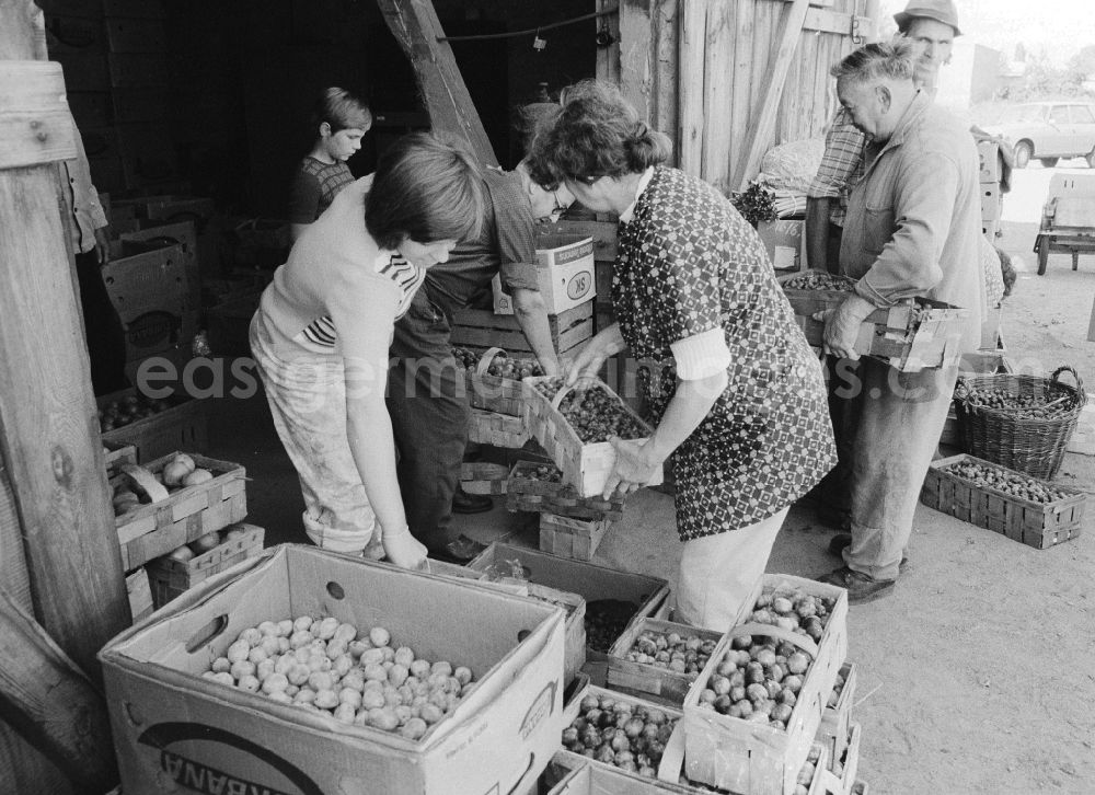 GDR picture archive: Berlin - Fruit sales in an old barn in Old - Marzahn in Berlin, the former capital of the GDR, German democratic republic