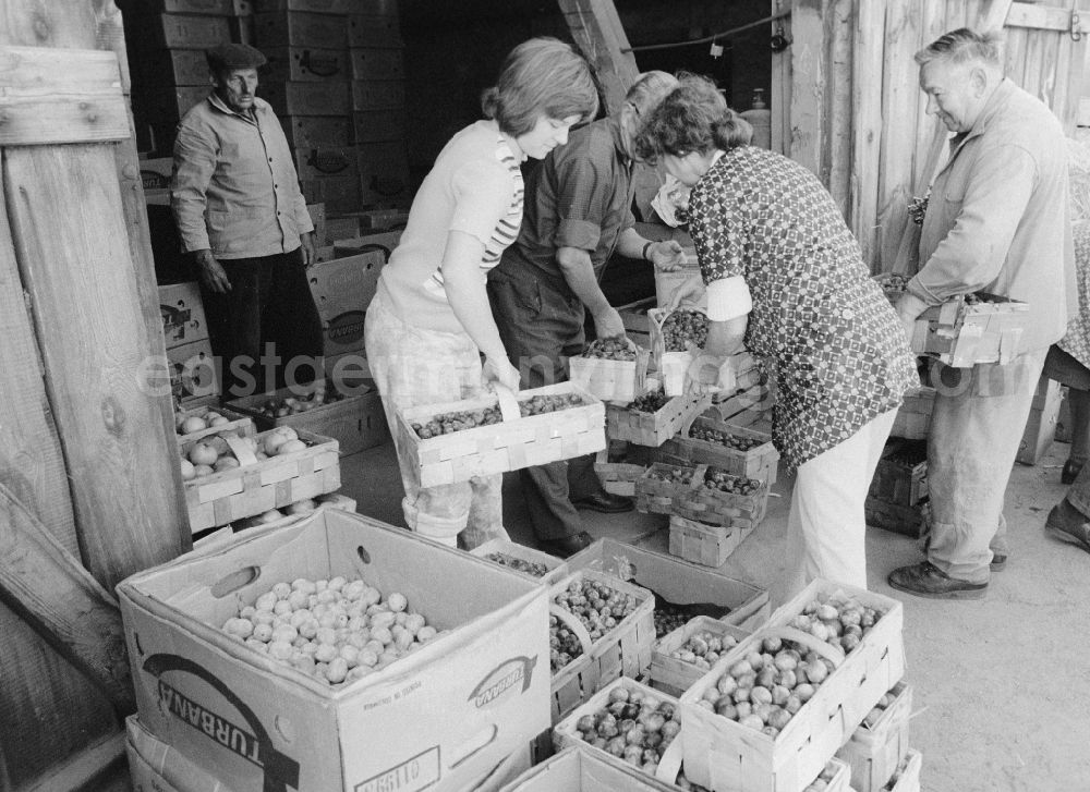 Berlin: Fruit sales in an old barn in Old - Marzahn in Berlin, the former capital of the GDR, German democratic republic