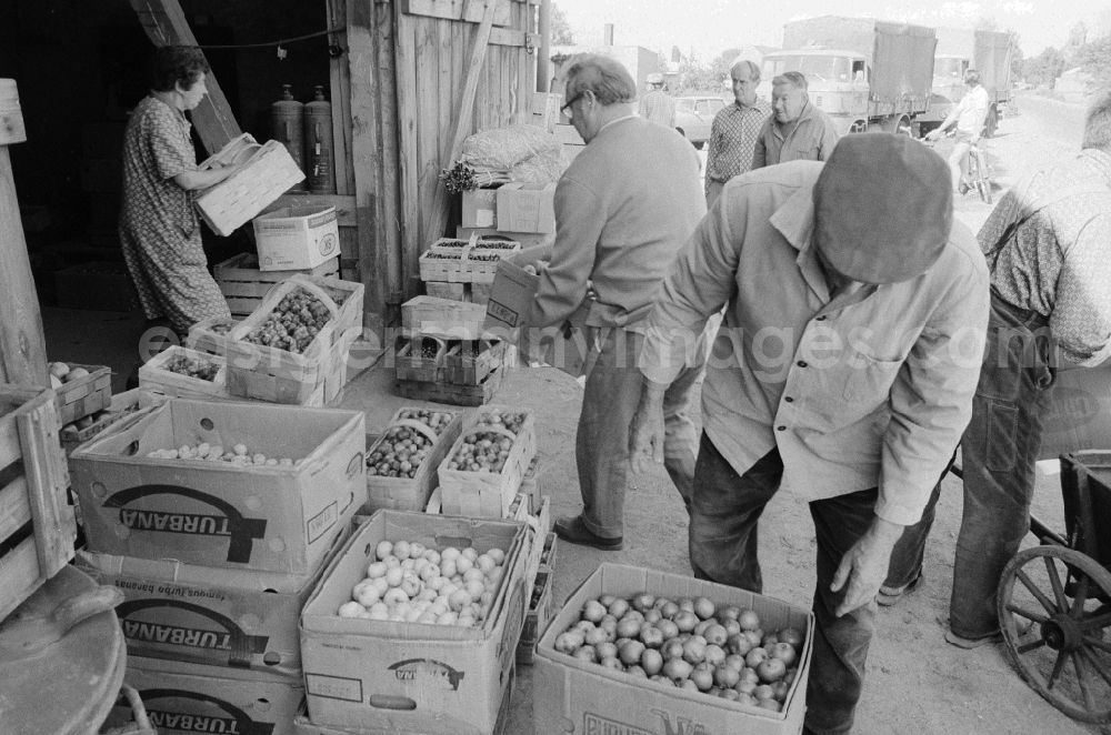 GDR image archive: Berlin - Fruit sales in an old barn in Old - Marzahn in Berlin, the former capital of the GDR, German democratic republic
