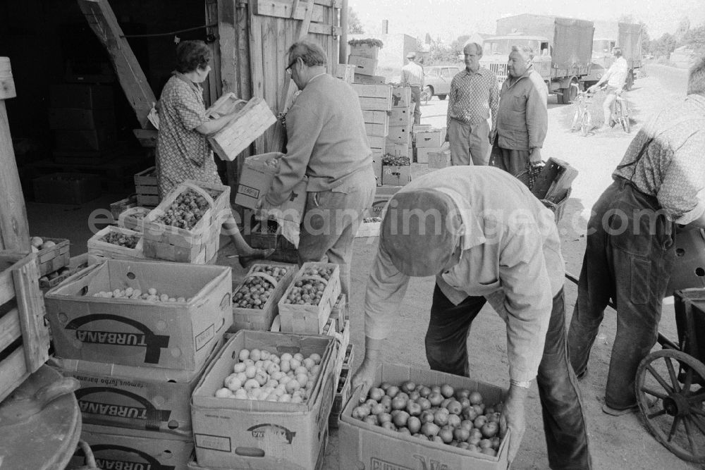 GDR photo archive: Berlin - Fruit sales in an old barn in Old - Marzahn in Berlin, the former capital of the GDR, German democratic republic