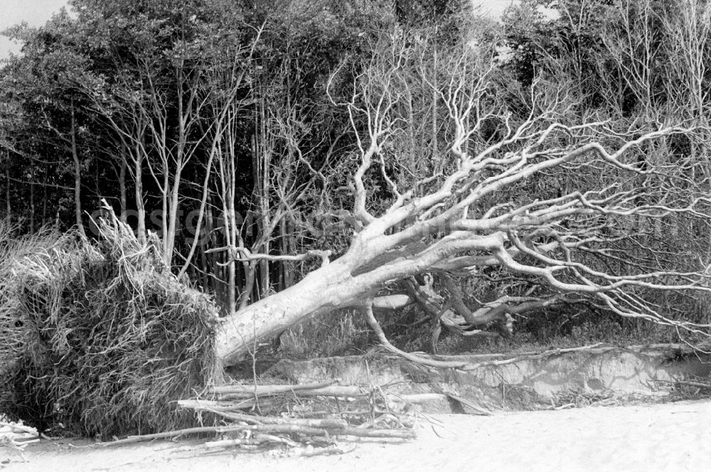 GDR photo archive: Graal-Müritz - Sandy beach of the Baltic Sea with trees uprooted by waves and wind in Graal-Mueritz, Mecklenburg-Western Pomerania in the area of the former GDR, German Democratic Republic