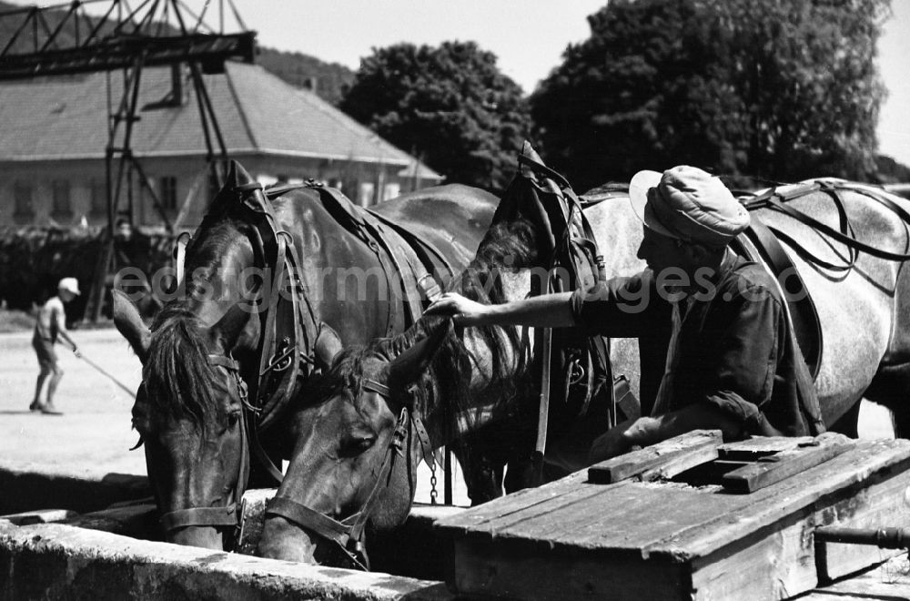 GDR photo archive: Dresden - Horses drinking from a trough in an publicly owned property animal breeding in Pillnitz in Dresden in the state Saxony on the territory of the former GDR, German Democratic Republic