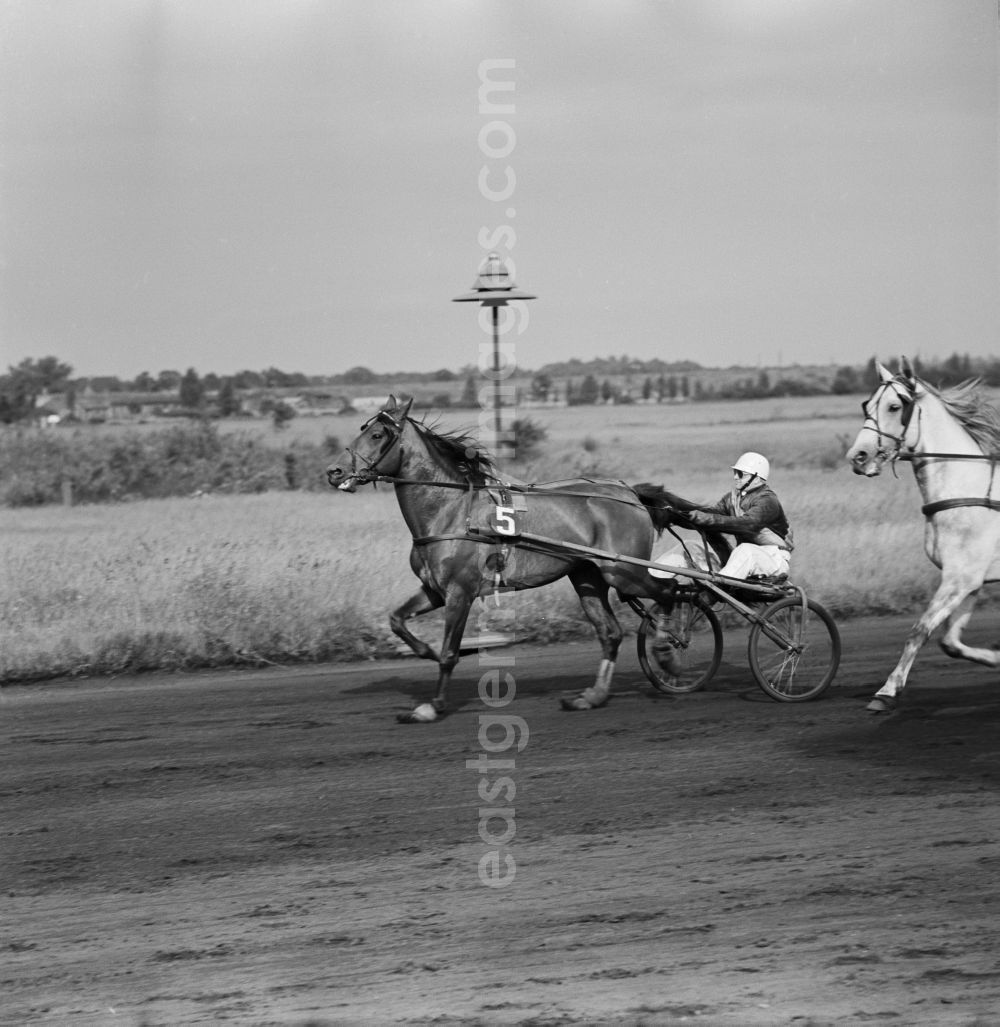 GDR photo archive: Berlin - Lichtenberg - Horse racing at the racetrack Karlshorst with driver in the sulky. The trotting Karlshorst is a historic 37-acre resort for horse racing in Berlin's Lichtenberg district, the district of Karlshorst
