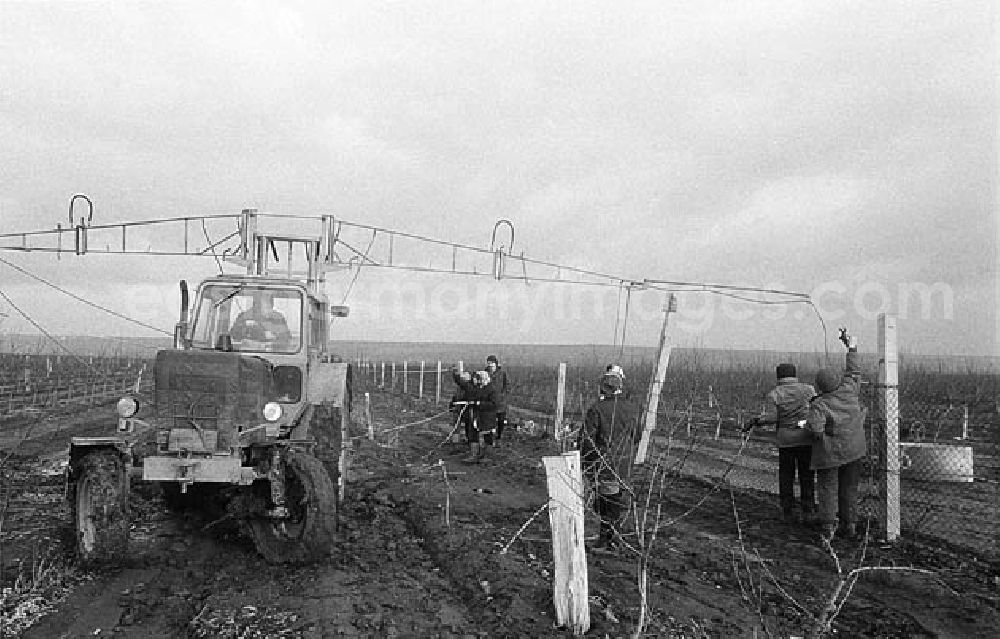GDR photo archive: Eisleben (Sachhsen-Anhalt) - 01.02.1982 Pneumatischer Obstbaumschnitt der VEG Eisleben Umschlagnr.: 10