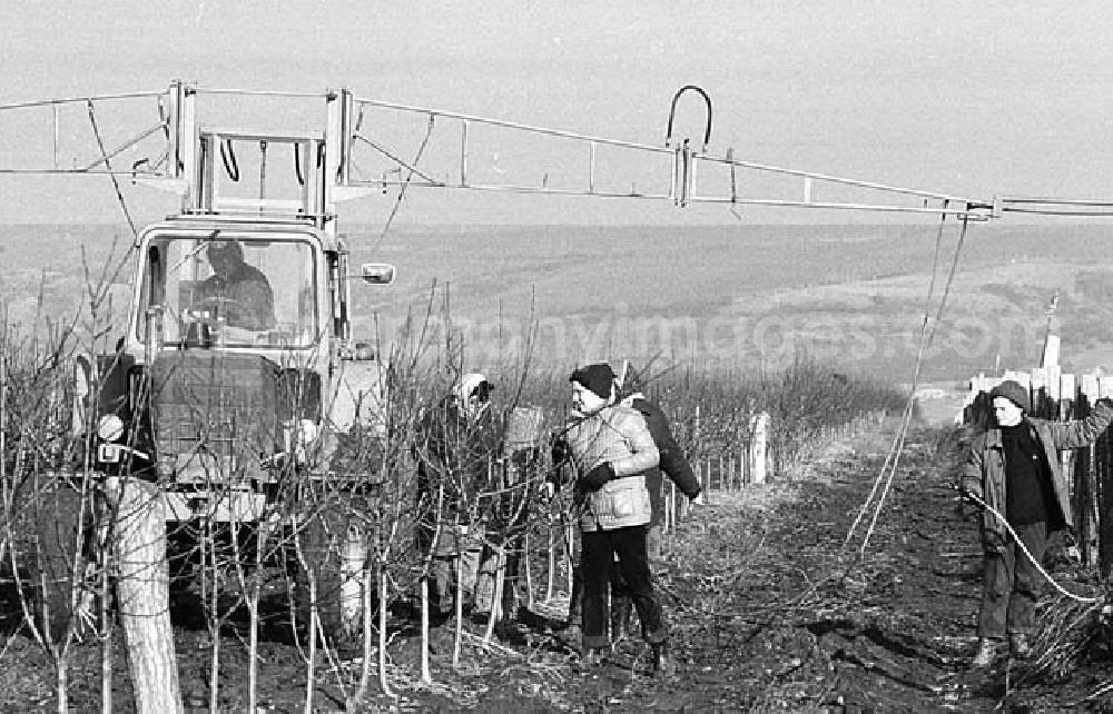 GDR photo archive: Eisleben (Sachhsen-Anhalt) - 01.02.1982 Pneumatischer Obstbaumschnitt der VEG Eisleben Umschlagnr.: 10