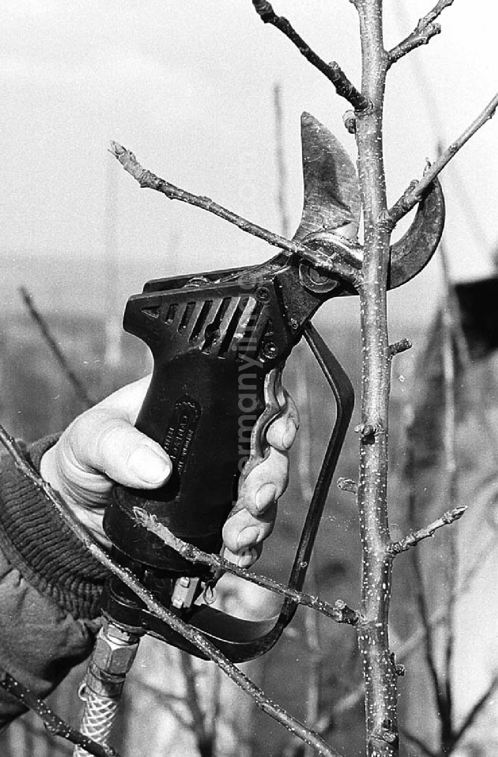 Eisleben (Sachhsen-Anhalt): 01.02.1982 Pneumatischer Obstbaumschnitt der VEG Eisleben Umschlagnr.: 10