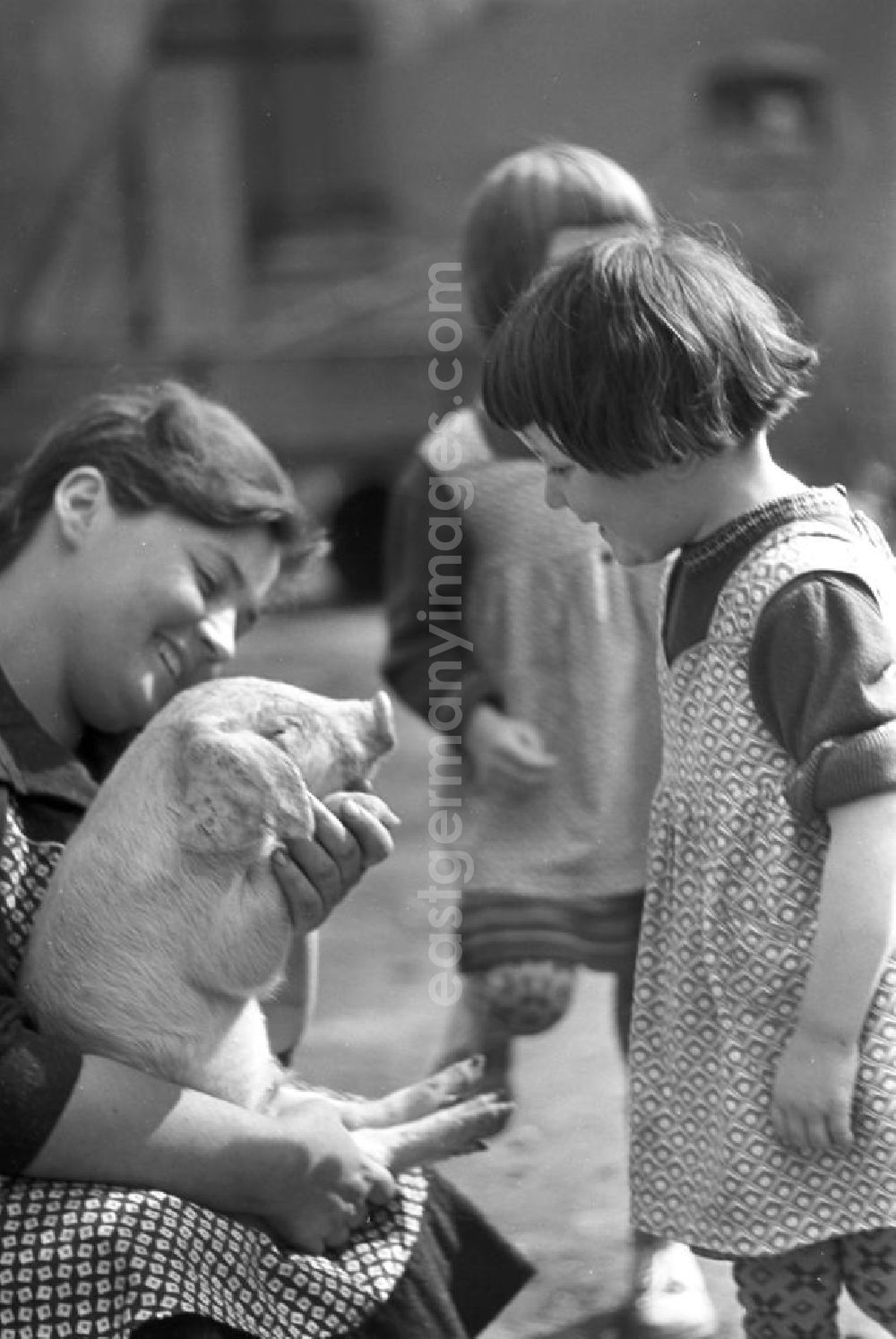 GDR picture archive: Pomßen - Auge in Auge mit einem Ferkel - Kinder vergnügen sich in dem Dorf Pomßen nahe Leipzig beim Spielen mit einem Ferkelchen.