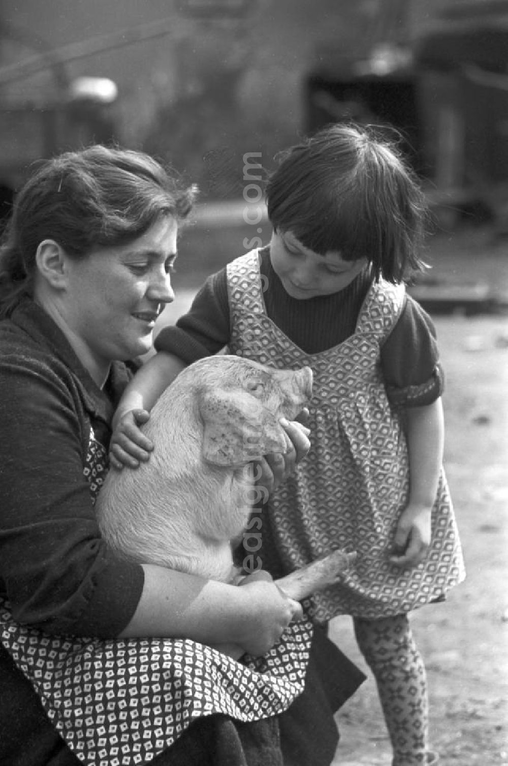 GDR image archive: Pomßen - Ein Mädchen streichelt ein kleines Ferkel in dem Dorf Pomßen nahe Leipzig.