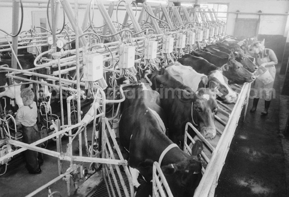 Lenzen (Elbe): Cattle fattening facility of LPG Friedrich Ludwig Jahn / Lanz in Lenzen (Elbe) in Brandenburg in the area of the former GDR, German Democratic Republic