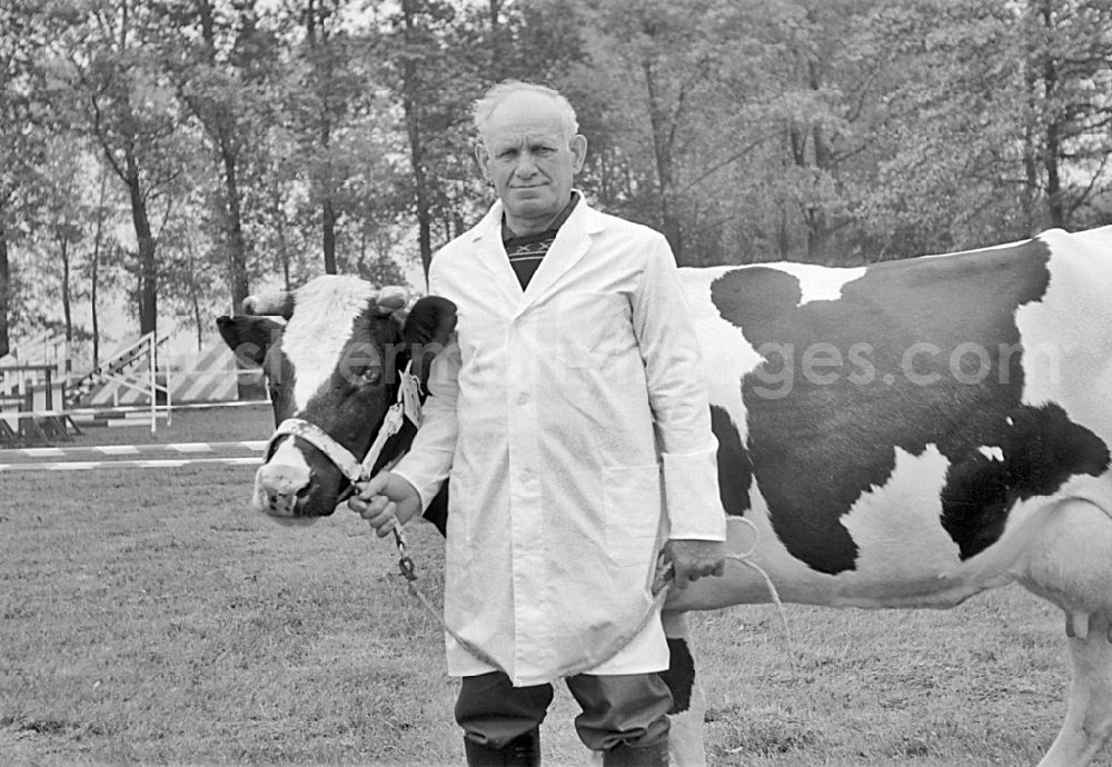 GDR picture archive: Paaren - Cattle breeding exhibition and presentation on the occasion of a village festival in Paaren, Brandenburg on the territory of the former GDR, German Democratic Republic