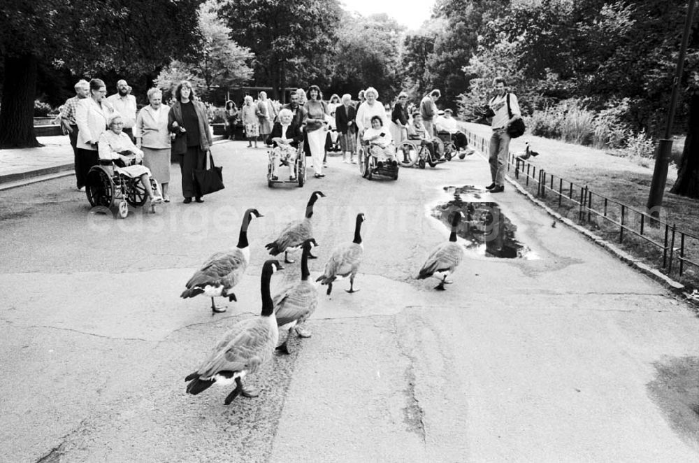 GDR photo archive: Berlin - Rollstuhlfahrer im Tierpark Umschlag:671