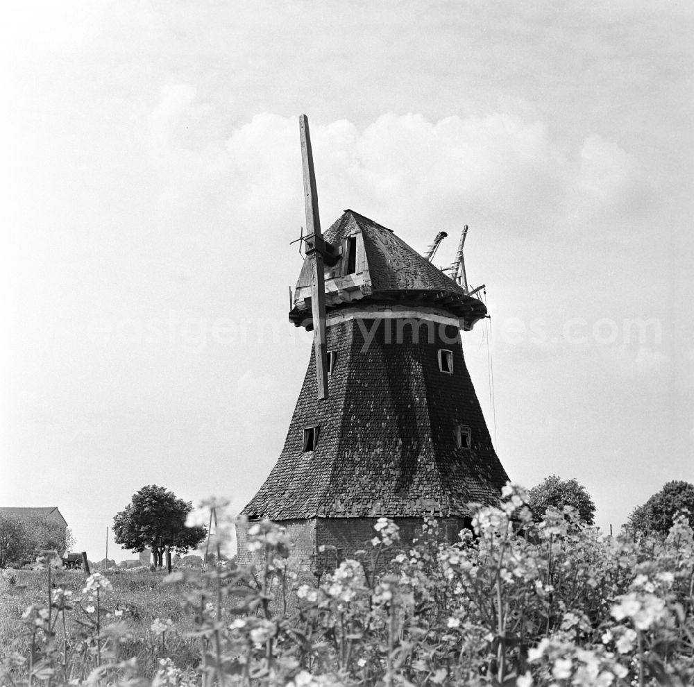 GDR image archive: Warnemünde - Ruins of the windmill in Dummerstorf in Mecklenburg - Western Pomerania