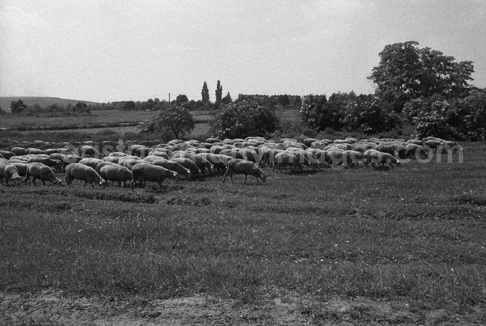 GDR photo archive: Berlin - Salaternte vor den Toren der Stadt in der LPG Marzahn. Eine Herde Schafe beim weiden. Fotograf: Winkler