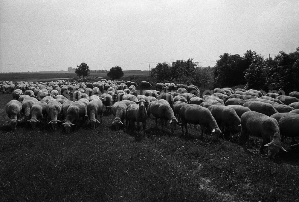 GDR picture archive: Berlin - Salaternte vor den Toren der Stadt in der LPG Marzahn. Eine Herde Schafe beim weiden. Fotograf: Winkler