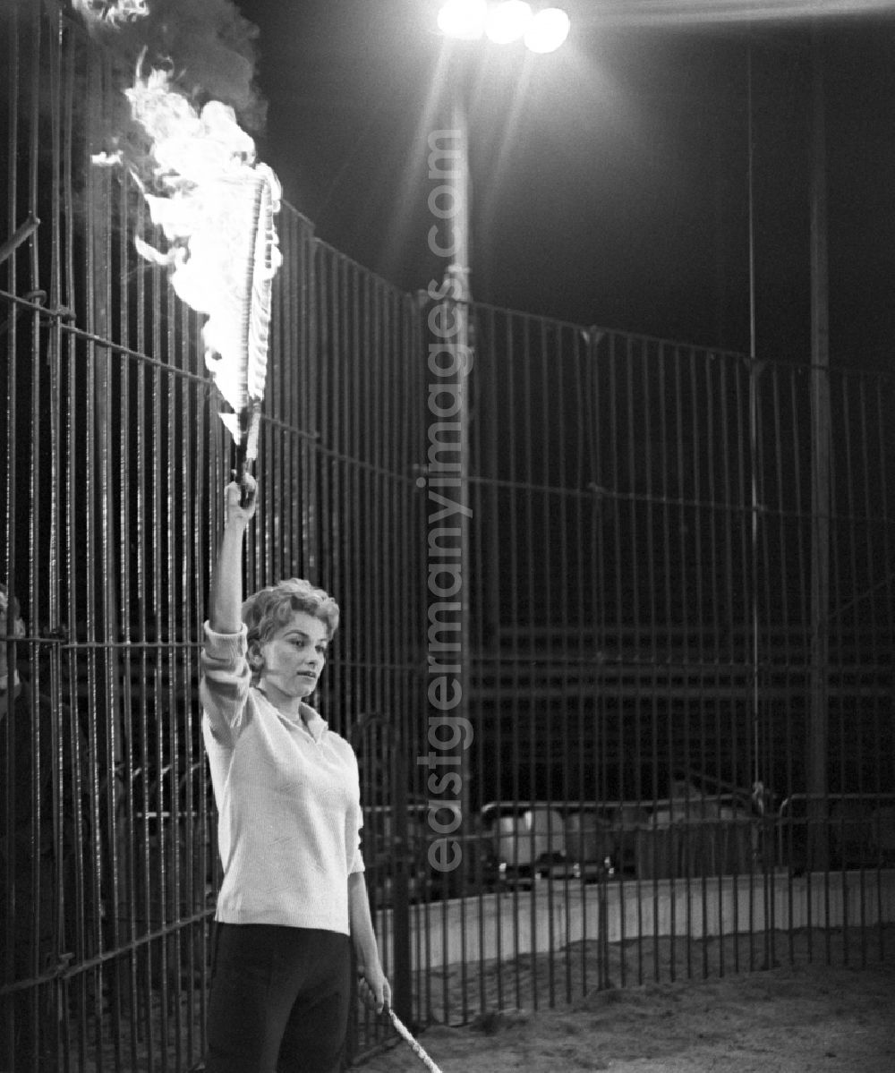 GDR photo archive: Berlin - Actress Christine Laszar at the tiger dressage rehearsal for the Night of Celebrities in the Olympia circus in Berlin in the territory of the former GDR, German Democratic Republic