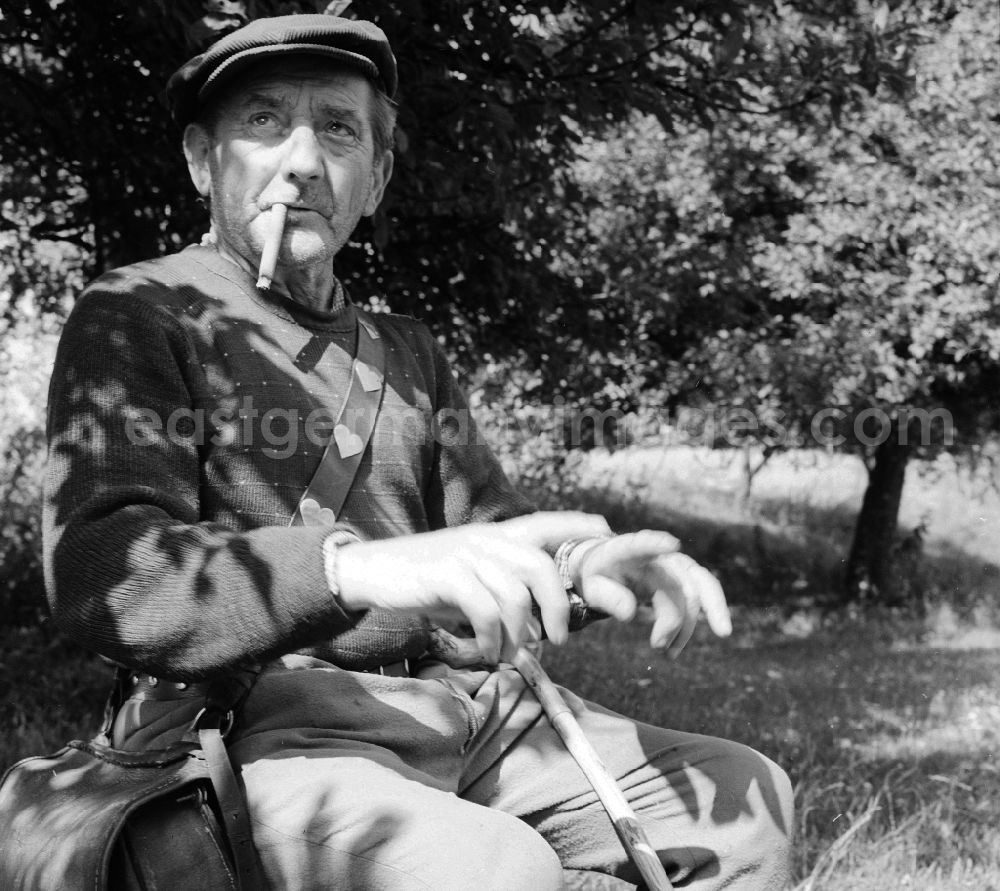 Lenzen (Elbe): A shepherd with a cigar in the mouth on a meadow in springs (Elbe) in the federal state Brandenburg in the area of the former GDR, German democratic republic