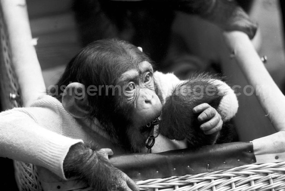 GDR image archive: Leipzig - Eine der Hauptattraktionen für die Besucher des Leipziger Zoos ist ein Spaziergang mit dressierten Schimpansen.