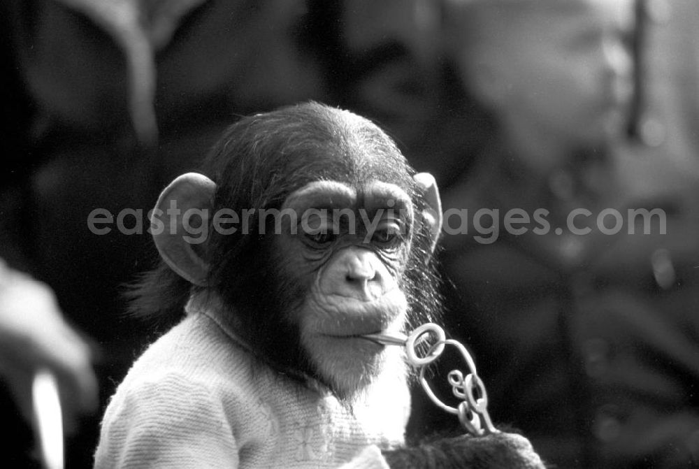 GDR photo archive: Leipzig - Eine der Hauptattraktionen für die Besucher des Leipziger Zoos ist ein Spaziergang mit dressierten Schimpansen.