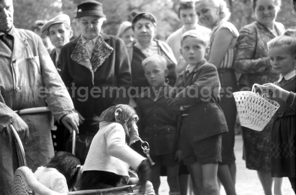 GDR picture archive: Leipzig - Eine der Hauptattraktionen für die Besucher des Leipziger Zoos ist ein Spaziergang mit dressierten Schimpansen.