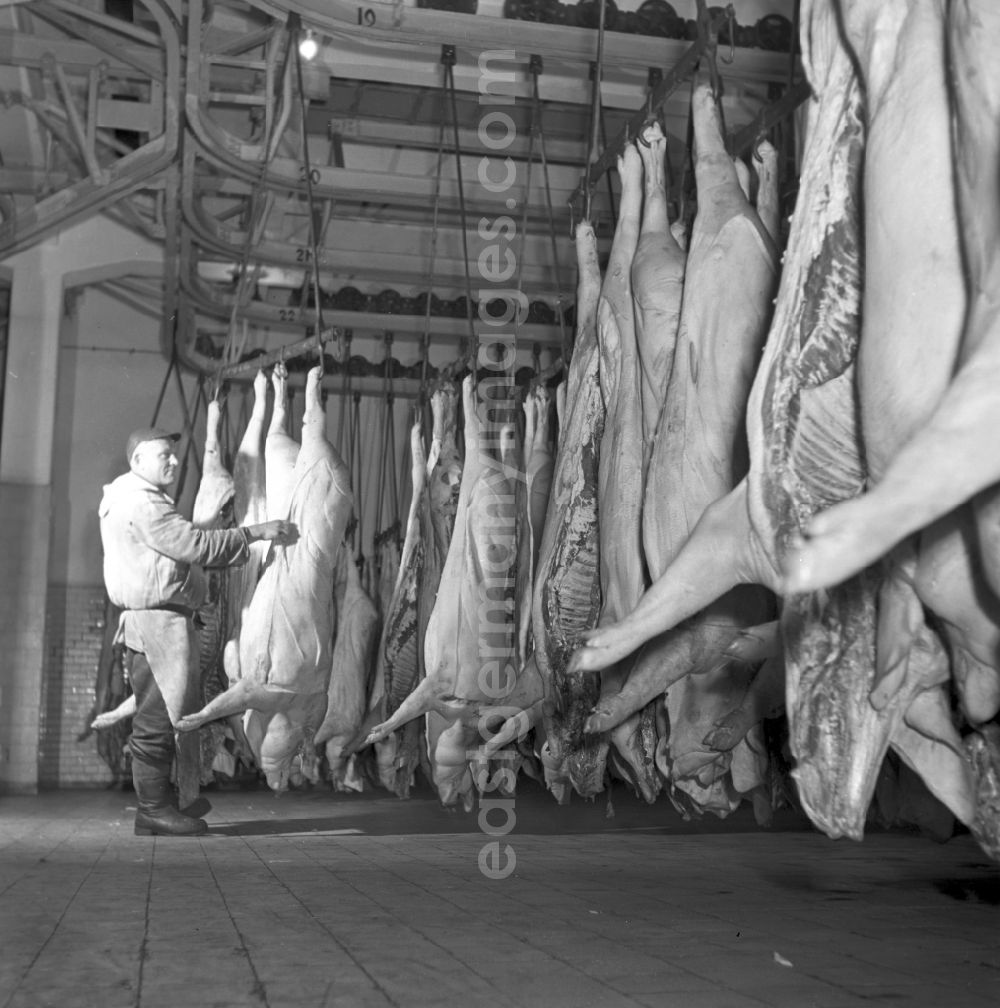 GDR photo archive: Stolpen - View into an LPG slaughterhouse during pig slaughter in Stolpen, Saxony in the area of the former GDR, German Democratic Republic