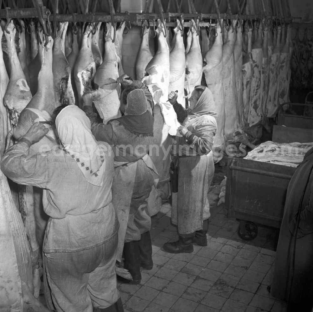 GDR image archive: Stolpen - View into an LPG slaughterhouse during pig slaughter in Stolpen, Saxony in the area of the former GDR, German Democratic Republic