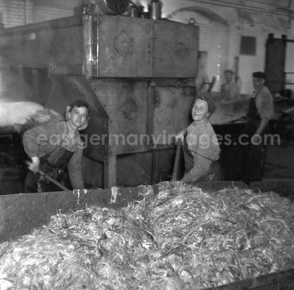 GDR picture archive: Stolpen - View into an LPG slaughterhouse during pig slaughter in Stolpen, Saxony in the area of the former GDR, German Democratic Republic