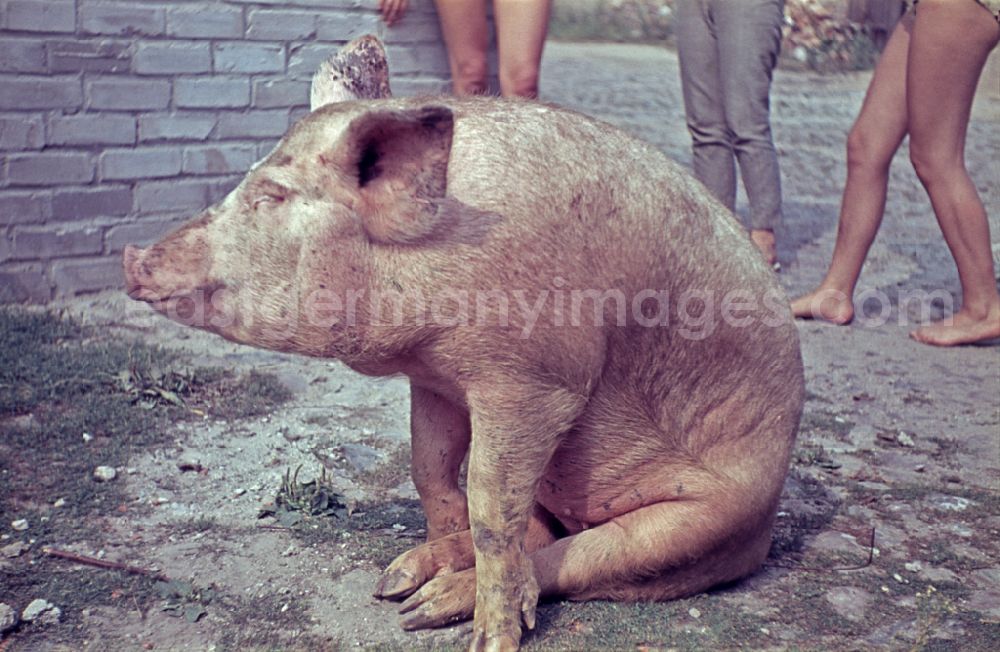 GDR picture archive: Stechlin - Slaughterof a pig on a rural farm in Stechlin, Brandenburg on the territory of the former GDR, German Democratic Republic