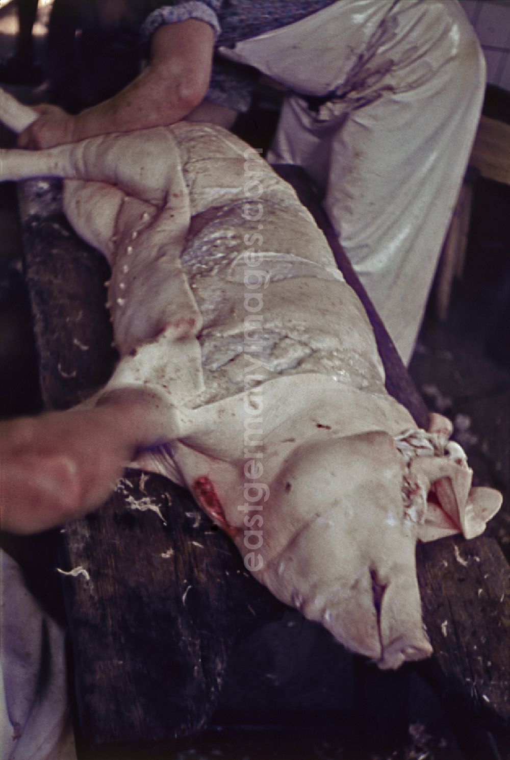 Stechlin: Slaughtering a pig on a rural farm in Stechlin, Brandenburg in the territory of the former GDR, German Democratic Republic. A dead pig lies on its side and a butcher is working on its hind leg