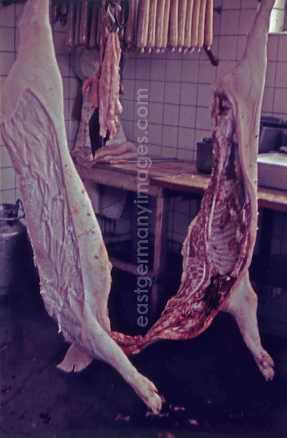 GDR image archive: Stechlin - Slaughtering a pig on a rural farm in Stechlin, Brandenburg on the territory of the former GDR, German Democratic Republic. The two-part pig hangs in a tiled room. Sausages hang in the background