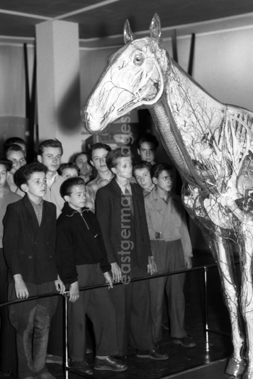 GDR picture archive: Dresden - School class visit the Glass Horse in the German Hygiene Museum in Dresden in the state Saxony on the territory of the former GDR, German Democratic Republic. The Glass Horse was developed under the direction of Prof. Dr. med. vet. habil. Erich Schwarze