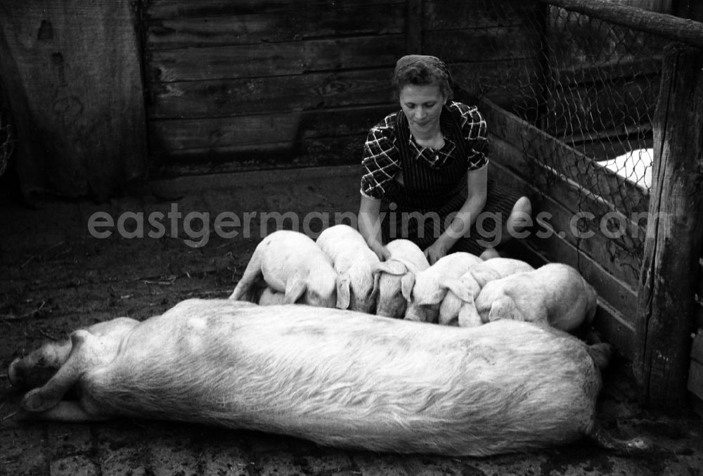 GDR picture archive: Dresden - Woman puts piglets to suckle on a sow in an publicly owned property animal breeding in Pillnitz in Dresden in the state Saxony on the territory of the former GDR, German Democratic Republic