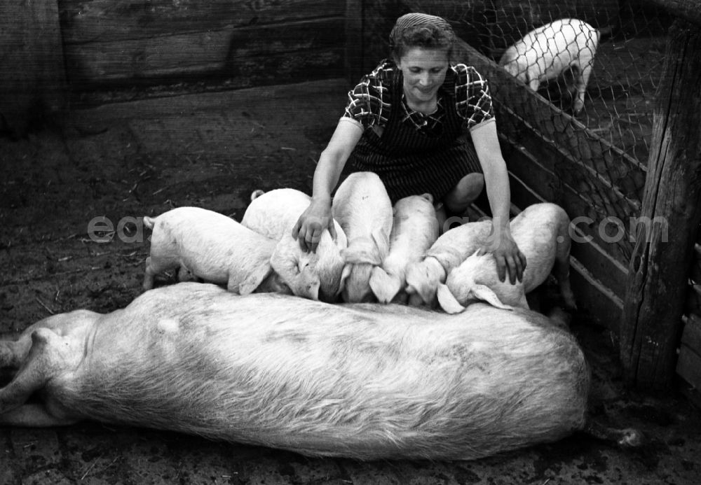 Dresden: Woman puts piglets to suckle on a sow in an publicly owned property animal breeding in Pillnitz in Dresden in the state Saxony on the territory of the former GDR, German Democratic Republic
