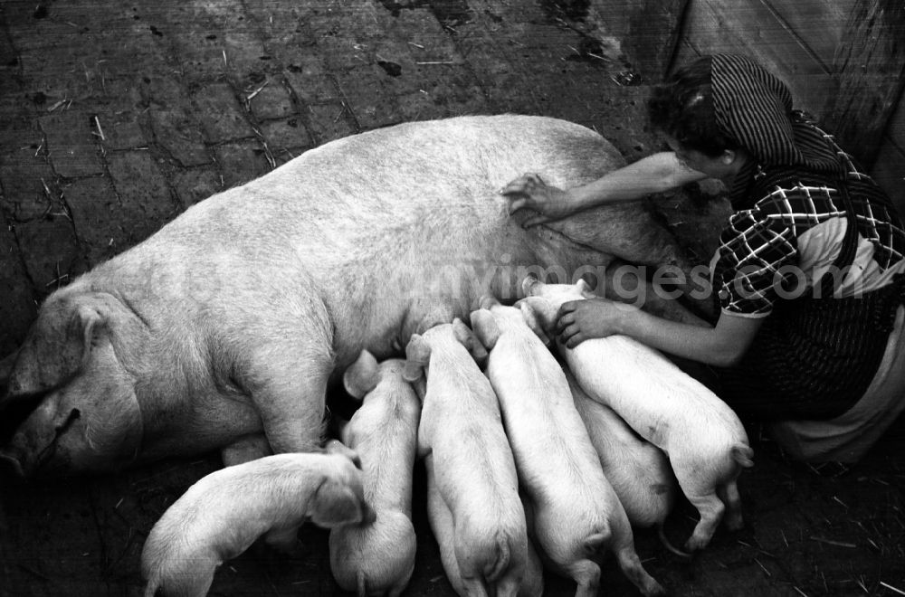 GDR image archive: Dresden - Woman puts piglets to suckle on a sow in an publicly owned property animal breeding in Pillnitz in Dresden in the state Saxony on the territory of the former GDR, German Democratic Republic