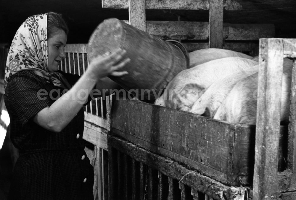 GDR photo archive: Dresden - Woman with headscarf dumps food from a bucket into the pig's bowl of the pigs in an publicly owned property animal breeding in Pillnitz in Dresden in the state Saxony on the territory of the former GDR, German Democratic Republic