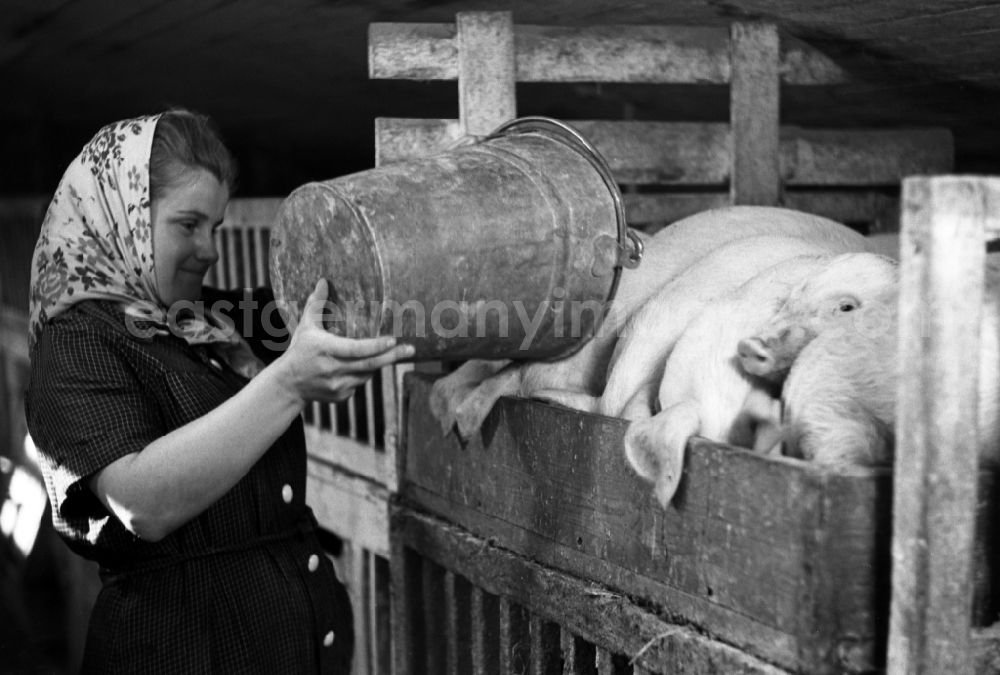 GDR picture archive: Dresden - Woman with headscarf dumps food from a bucket into the pig's bowl of the pigs in an publicly owned property animal breeding in Pillnitz in Dresden in the state Saxony on the territory of the former GDR, German Democratic Republic