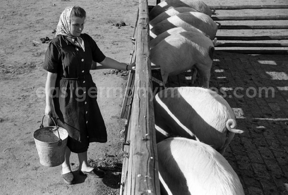 Dresden: Woman with headscarf dumps food from a bucket into the pig's bowl of the pigs in an publicly owned property animal breeding in Pillnitz in Dresden in the state Saxony on the territory of the former GDR, German Democratic Republic