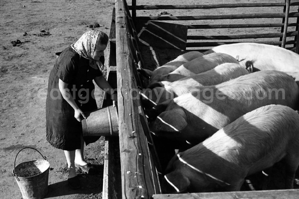 GDR image archive: Dresden - Woman with headscarf dumps food from a bucket into the pig's bowl of the pigs in an publicly owned property animal breeding in Pillnitz in Dresden in the state Saxony on the territory of the former GDR, German Democratic Republic