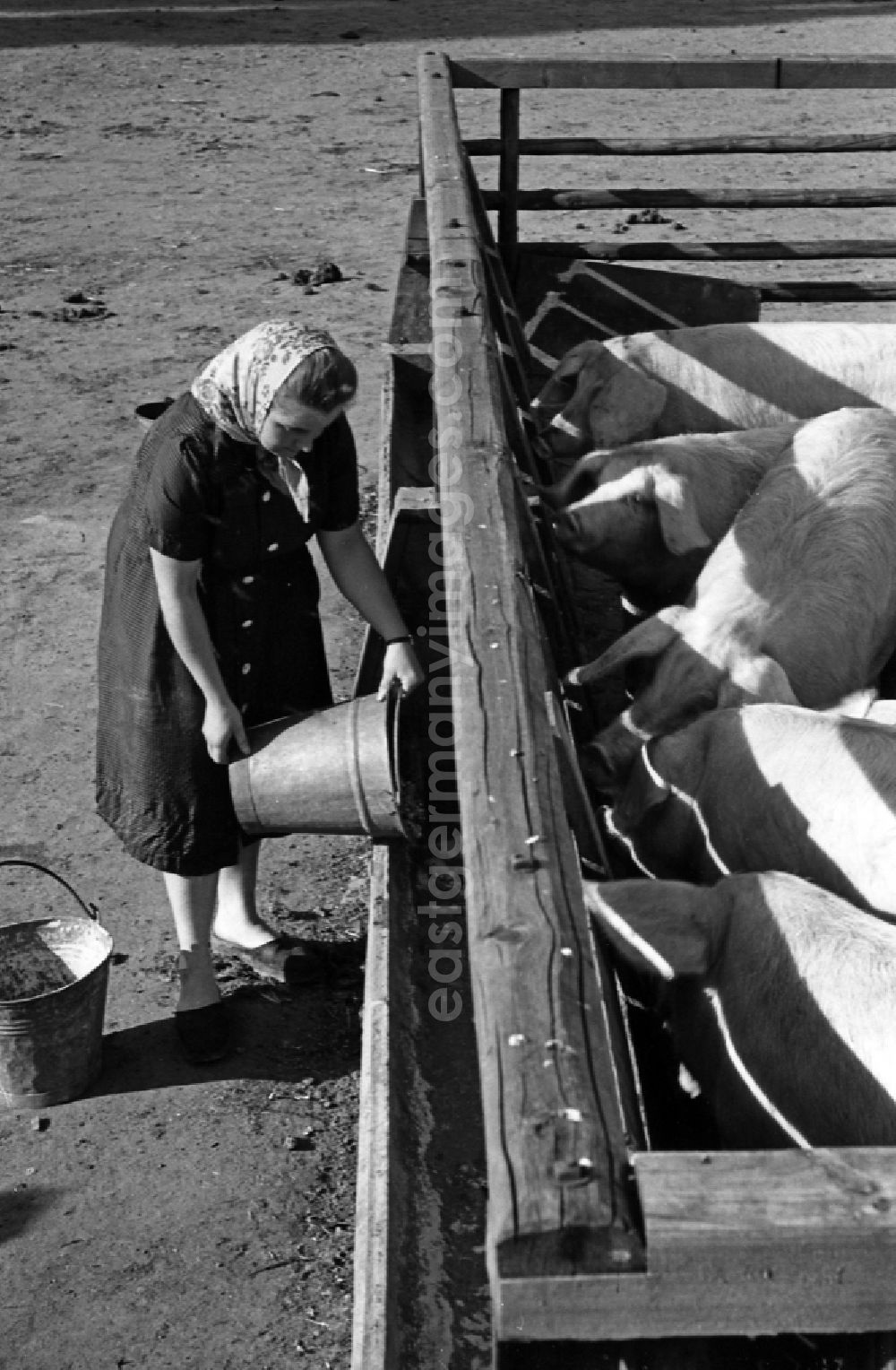 GDR photo archive: Dresden - Woman with headscarf dumps food from a bucket into the pig's bowl of the pigs in an publicly owned property animal breeding in Pillnitz in Dresden in the state Saxony on the territory of the former GDR, German Democratic Republic