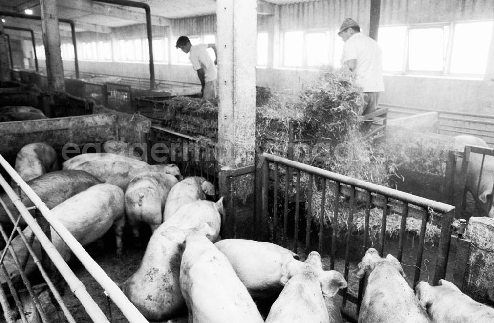 GDR picture archive: 2 - Schweinemast LPG I Schweinemeister Schiefelbein