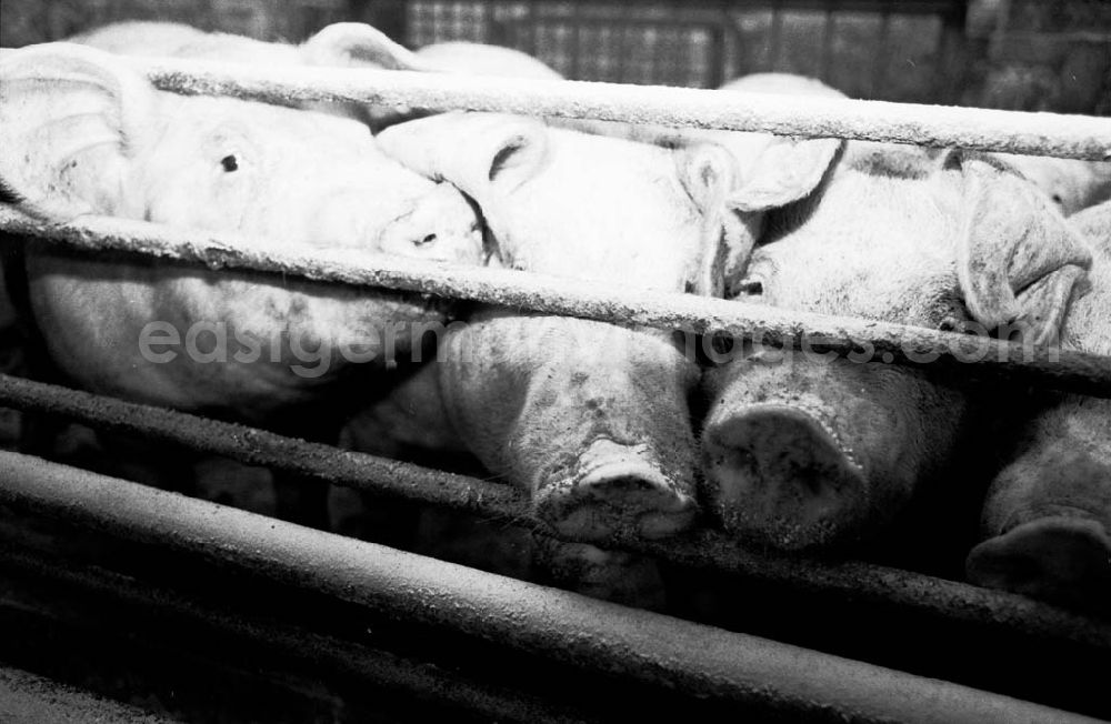 2: Schweinemast LPG I Schweinemeister Schiefelbein 17.07.9