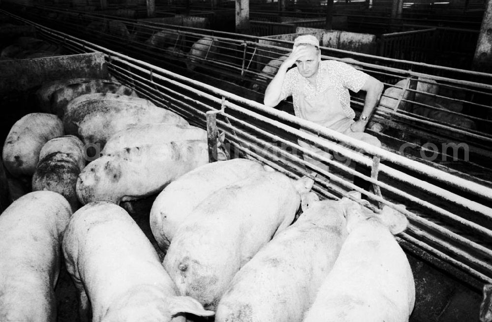 GDR photo archive: 2 - Schweinemast LPG I Schweinemeister Schiefelbein