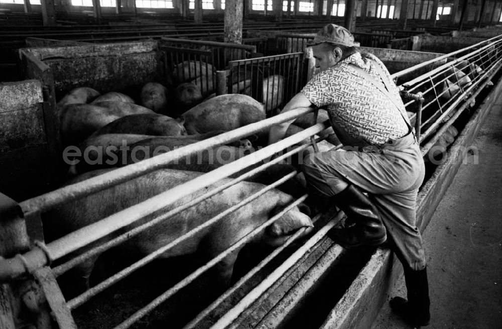 GDR image archive: 2 - Schweinemast LPG I Schweinemeister Schiefelbein