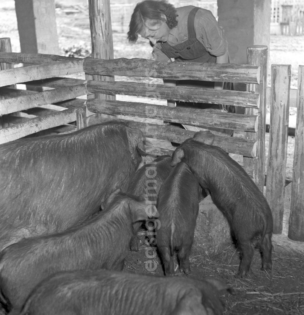 Stolpen: View into a pigsty while feeding a sow with piglets in Stolpen, Saxony in the area of the former GDR, German Democratic Republic