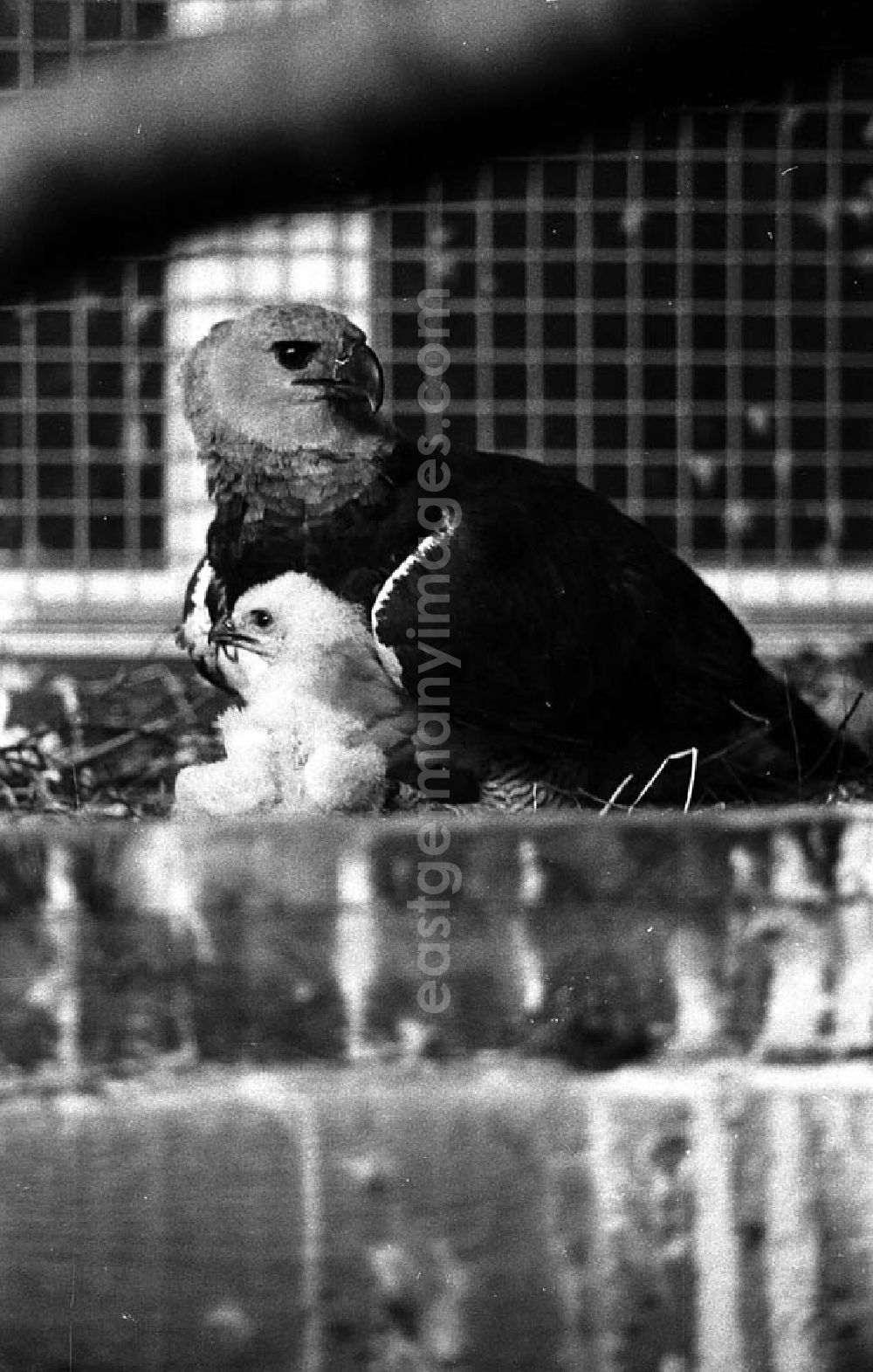 GDR picture archive: Berlin - Lichtenberg - 20.12.1982 Seltene Tiere im Tierpark (Berlin-Lichtenberg) Umschlagnr.: 125