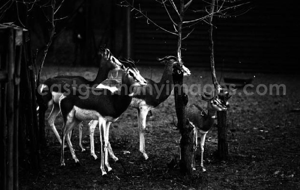 Berlin - Lichtenberg: 20.12.1982 Seltene Tiere im Tierpark (Berlin-Lichtenberg) Umschlagnr.: 125