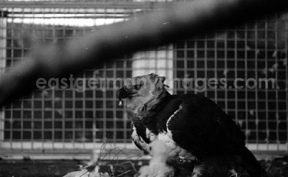 GDR photo archive: Berlin - Lichtenberg - 20.12.1982 Seltene Tiere im Tierpark (Berlin-Lichtenberg) Umschlagnr.: 125